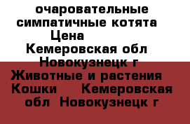 очаровательные симпатичные котята › Цена ­ 1 000 - Кемеровская обл., Новокузнецк г. Животные и растения » Кошки   . Кемеровская обл.,Новокузнецк г.